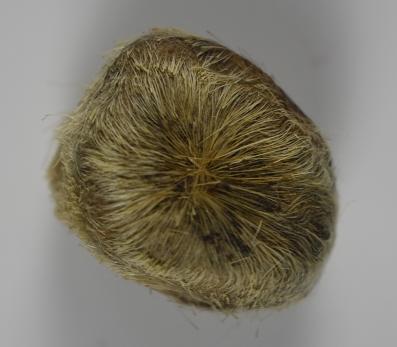 麝香到底是什么?