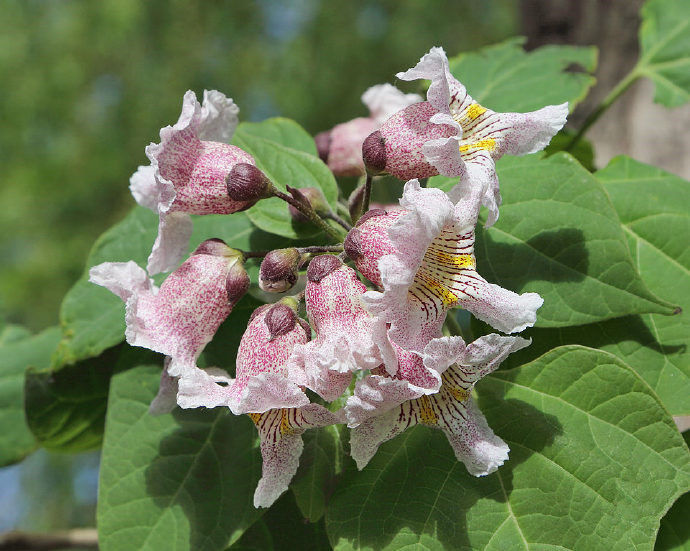 农村生长的这种野生乔木,花朵可以食用,却有治疗皮肤病的功效