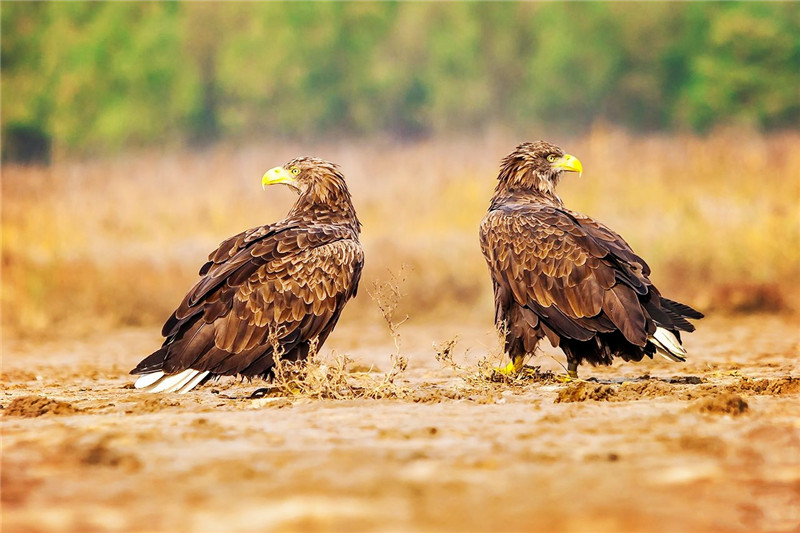 祁連山發現珍稀猛禽，叫聲如黑啄木鳥，能在空中捕食大雁 寵物 第2張