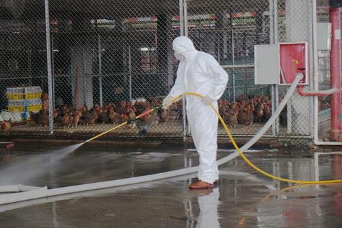 秋季养鸡消毒,都在关注"8大误区"!你中了几条?