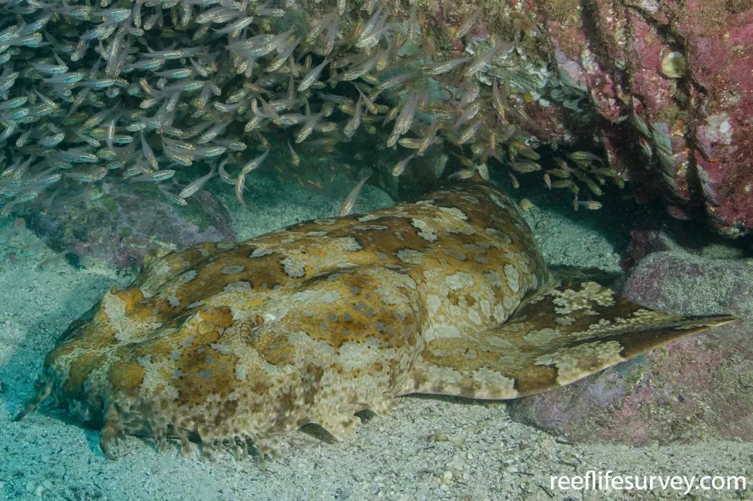 79须鲨(carpet shark)是须鲨目须鲨科一类鲨鱼的总称,在生物学分类