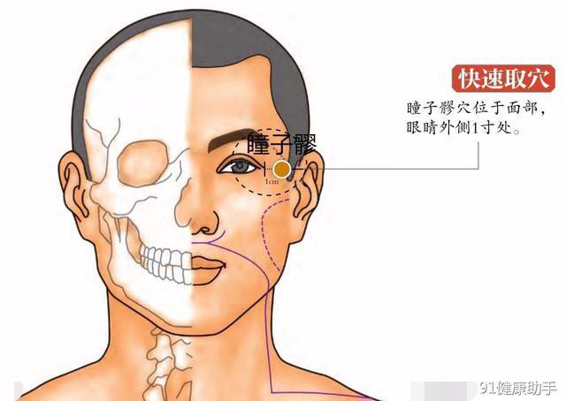 瞳子髎的准确位置图片图片