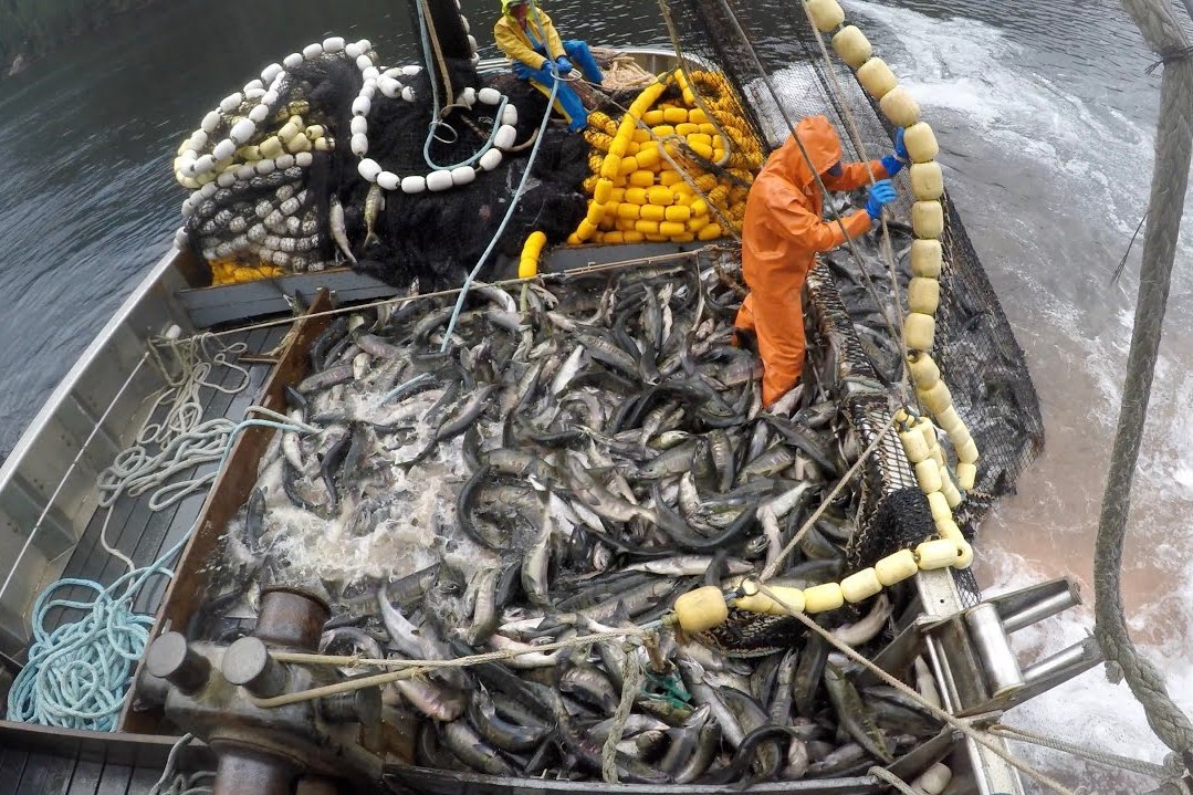 2019年捕鱼季,一网打尽!