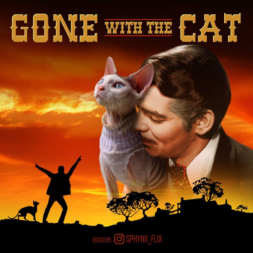 当电影海报的主角变成猫咪后,结果让人忍俊不禁