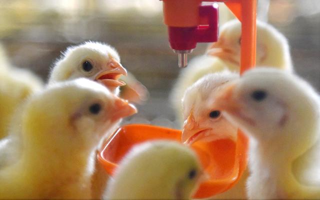 蛋雏鸡初饮小技巧鸡苗第一次饮水注意事项