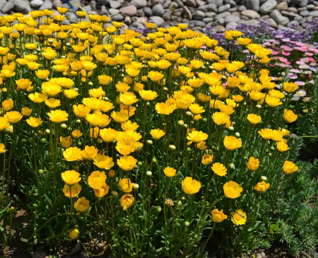 10月热销丨最最最适合春天的黄晶菊白晶菊