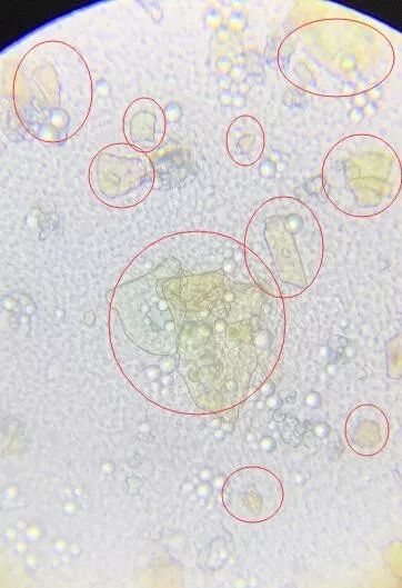 看下图把载玻片放到显微镜下这引起了我的好奇2.