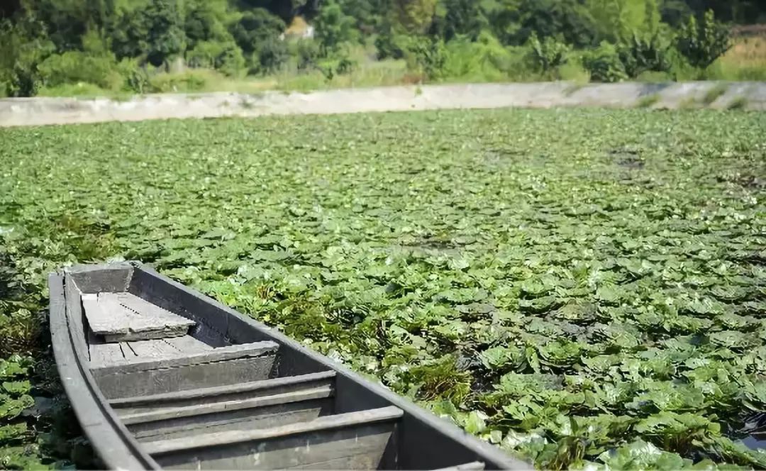 兴安池塘里的菱角成熟啦还有多少人记得它的味道