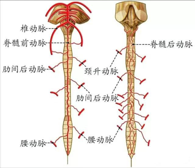 脊髓前动脉解剖图图片