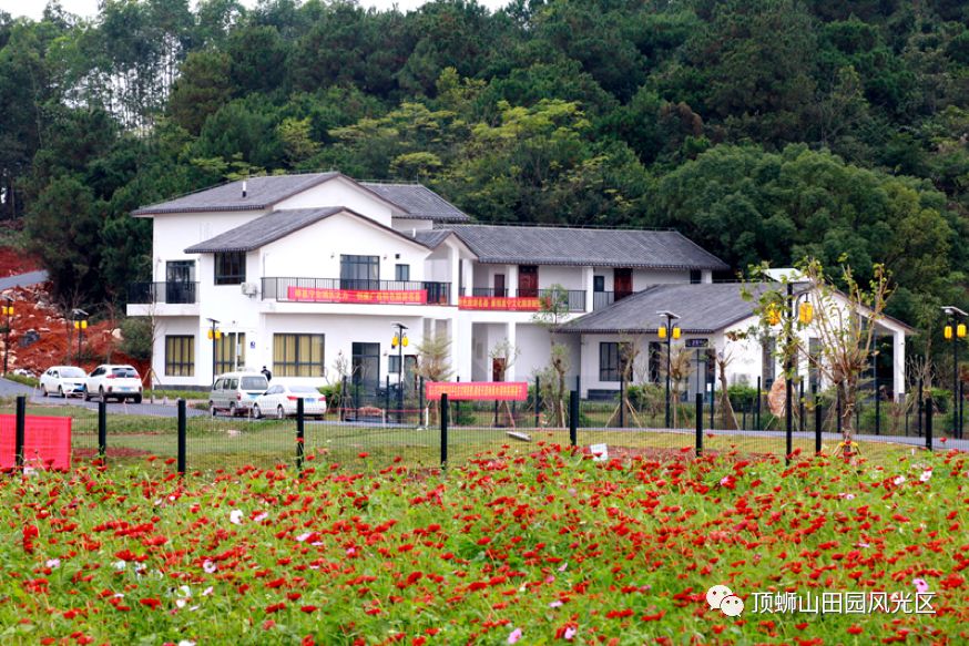 秋日限定!顶蛳山500亩格桑花海开了 进入最佳观赏期