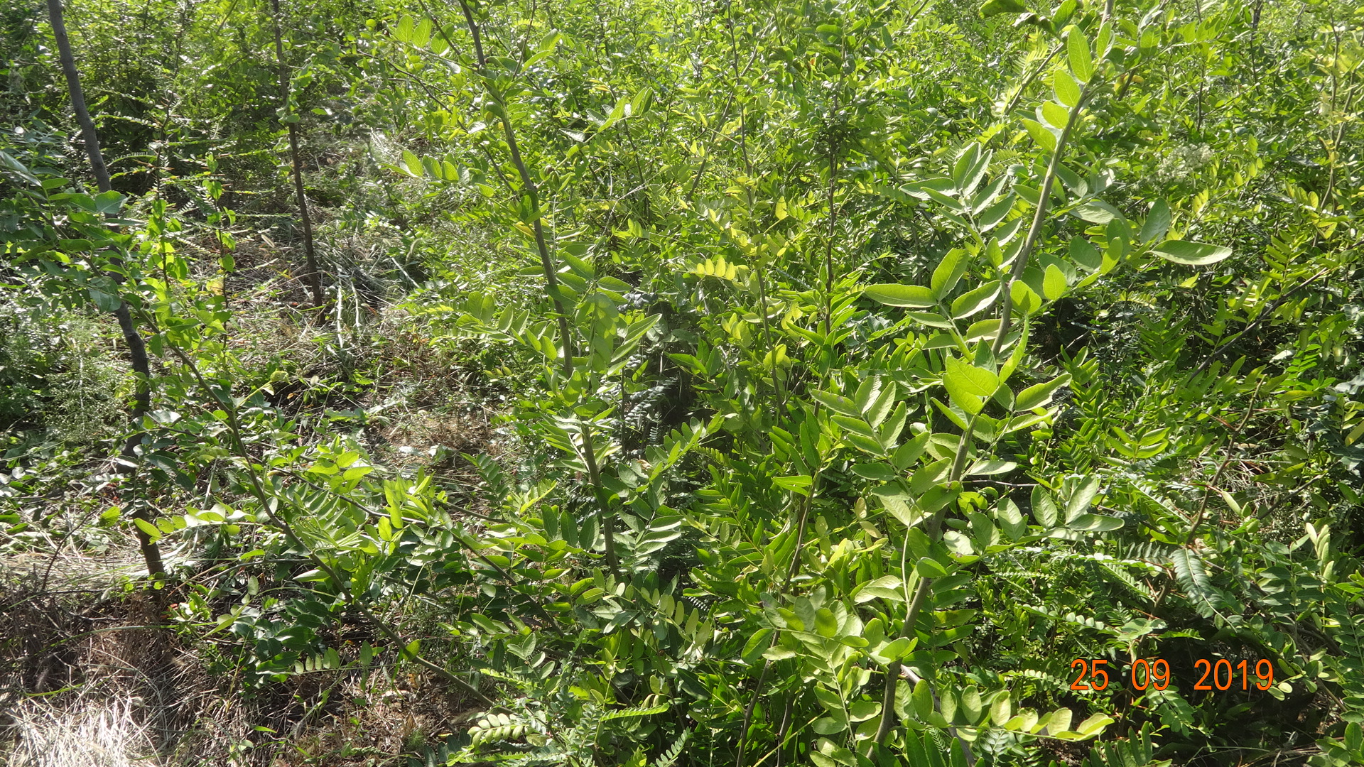 结荚皂荚品种,果用皂荚品种,胶用皂荚品种雪莲子含量高皂荚品种图片