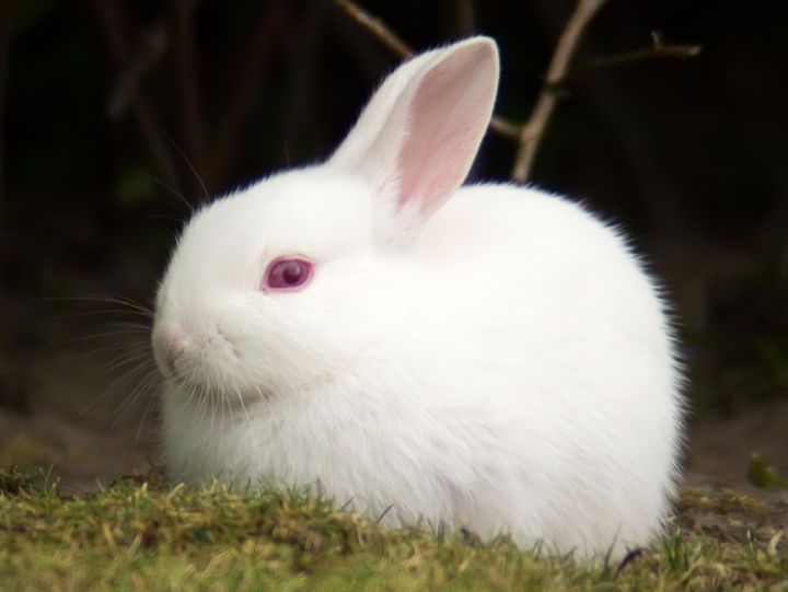 白毛红眼兔子图片图片