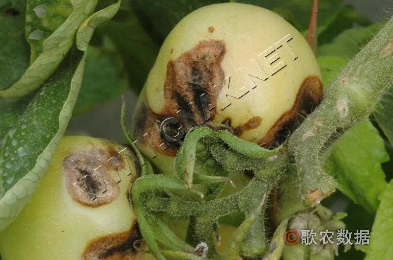 番茄早疫病—果蒂裂缝处或果柄处发病番茄早疫病—茎部病斑番茄早疫病
