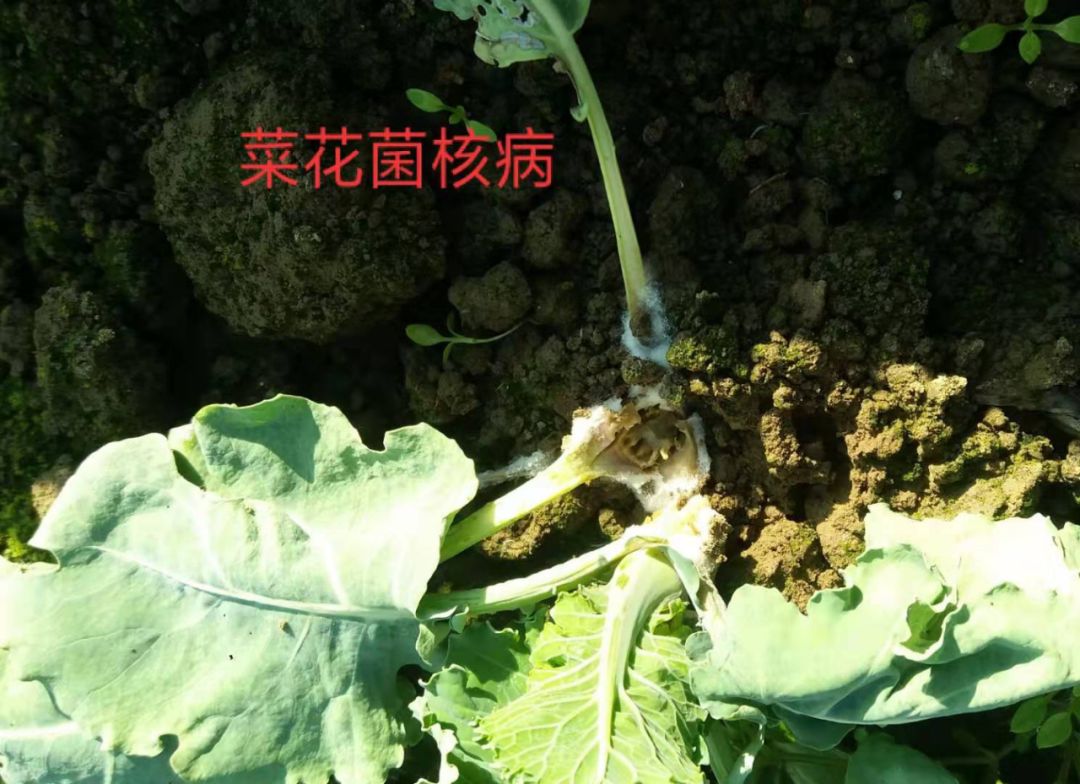 蔬菜菌核病防治歌