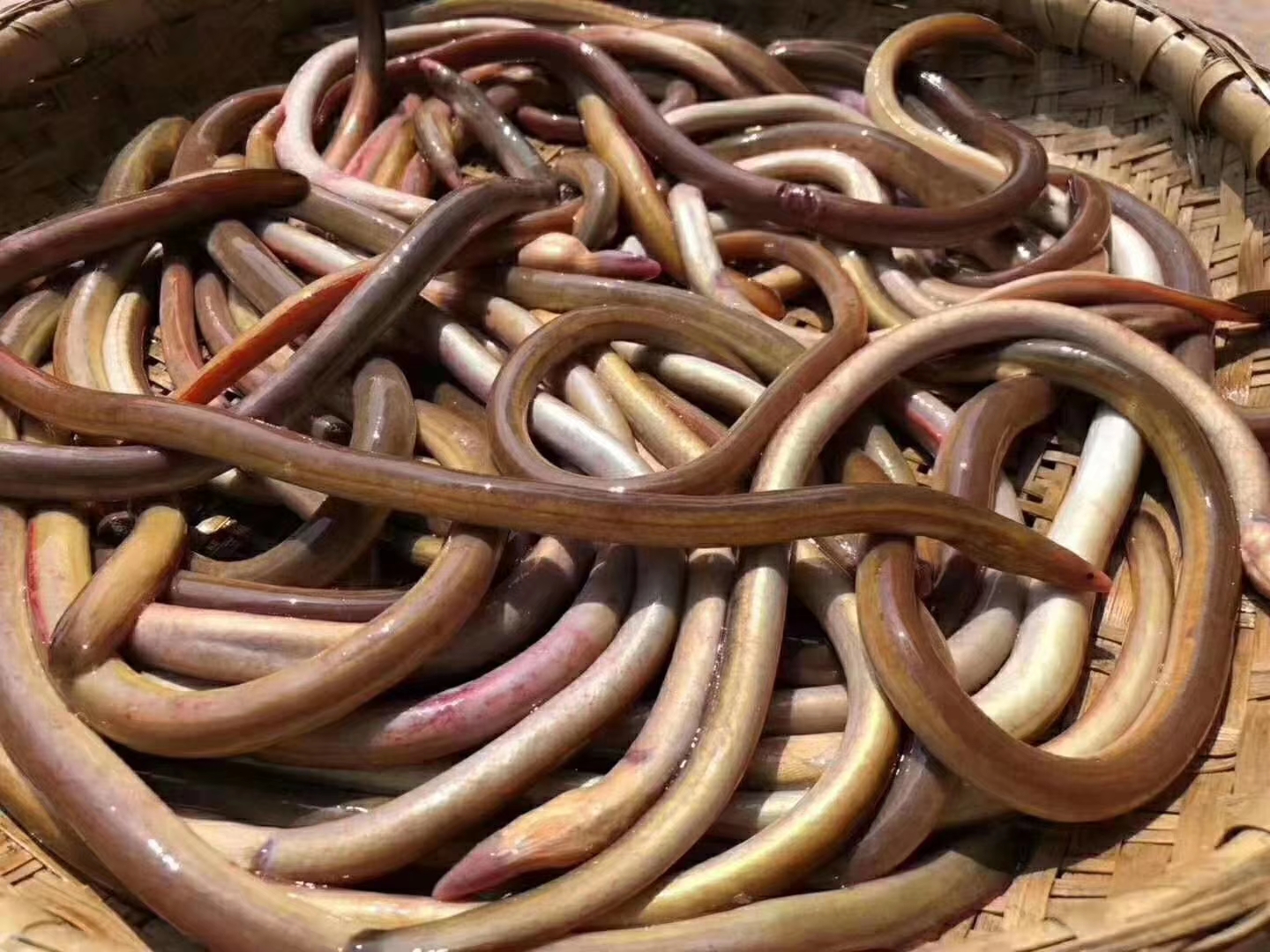 血鳗鱼的功效及作用东山岛野生海鲜速递到家