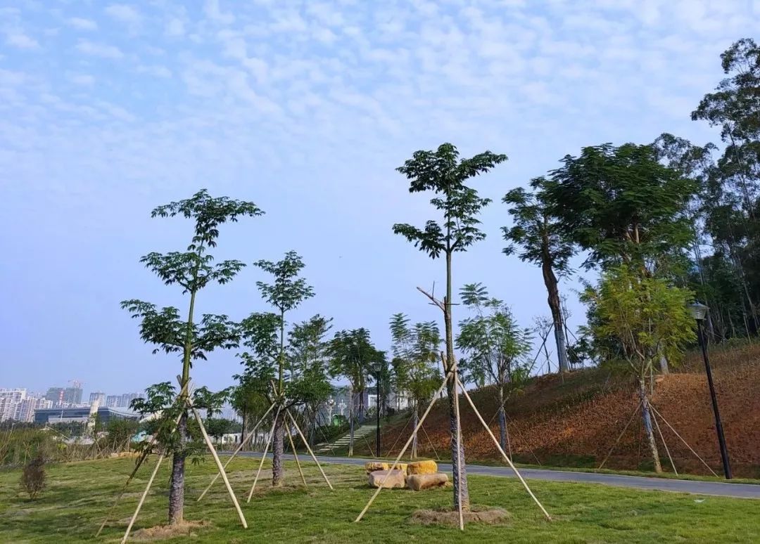 台山"金星湖湿地公园"最新进展来了!快来睇睇._景观