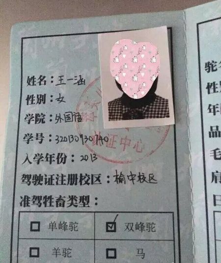 这个女孩子就比较厉害选的最难考的双峰驼新生入学都要学习骑骆驼
