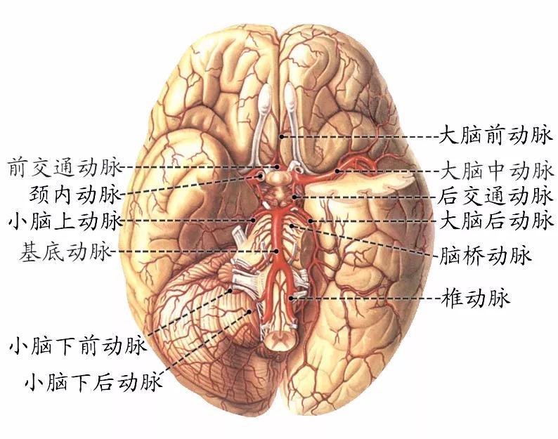 脊髓,腦的被膜和血管詳述_動脈