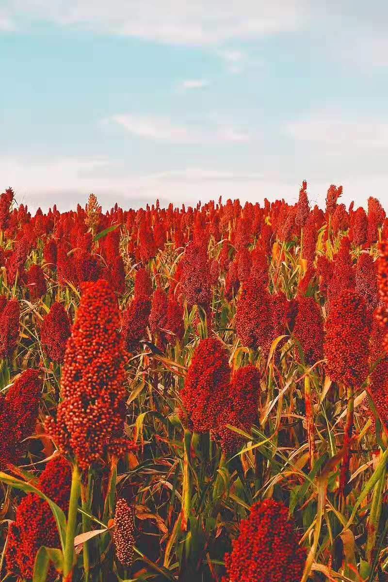 我这样感受秋天_庄稼