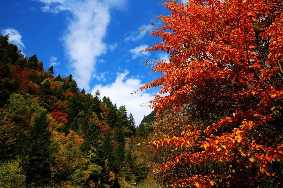 整個朋友圈都在等,最新紅葉觀賞指數出爐!第一個本週就去!