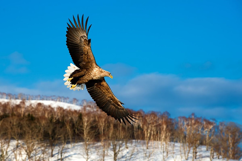 祁連山發現珍稀猛禽，叫聲如黑啄木鳥，能在空中捕食大雁 寵物 第6張
