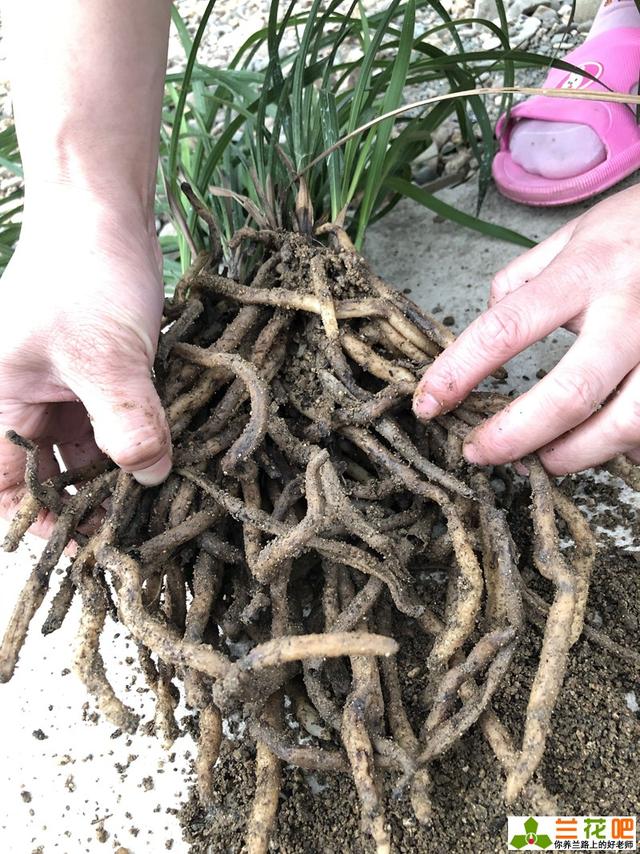 我们所看到兰花根系实际上是由三个部分组成的,分别