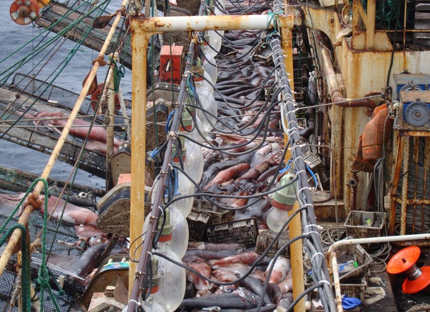 荣成远洋鱿鱼钓获中国行业突出贡献奖