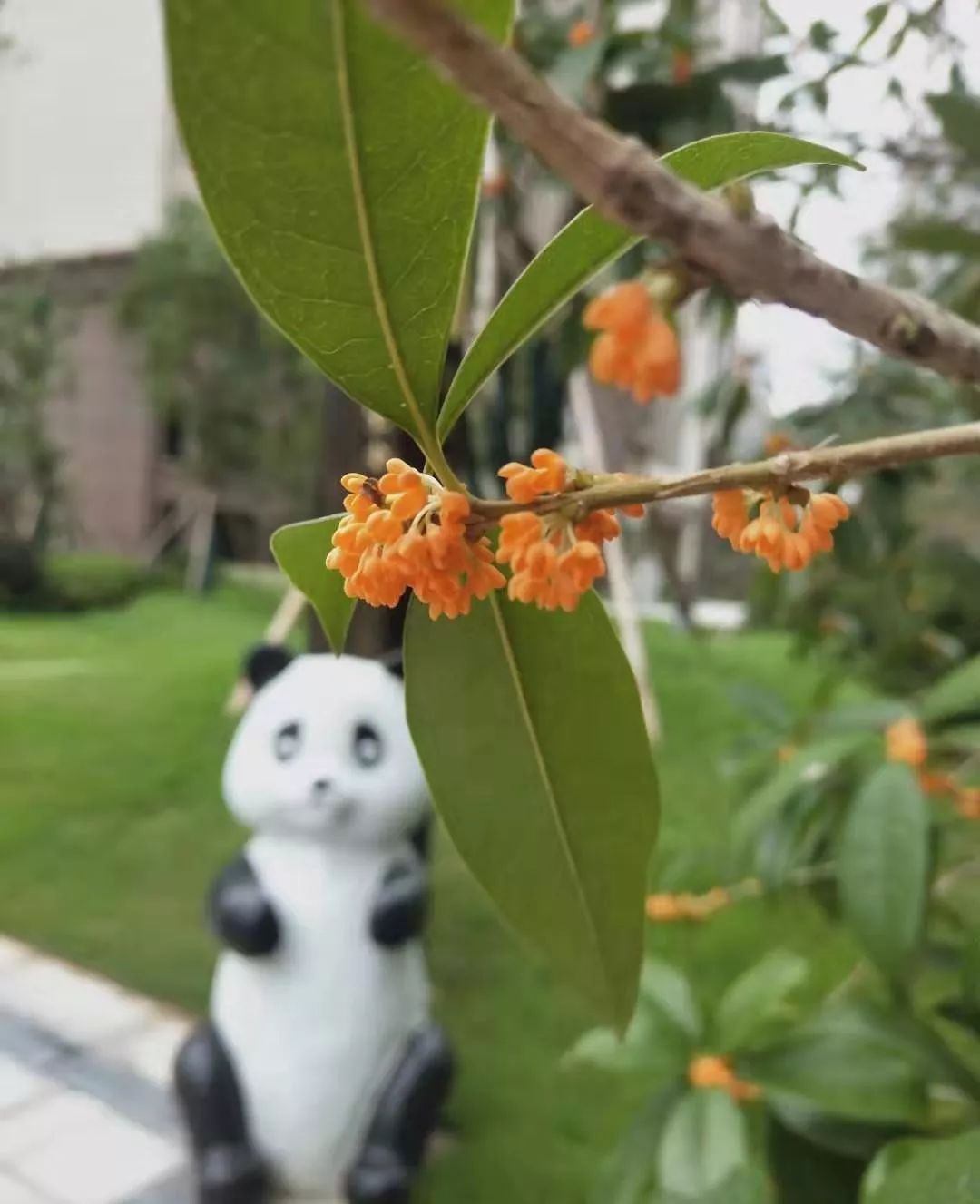 桂花树哪里有人收购(桂花树哪里有人收购合肥)