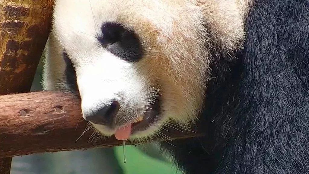 熊猫头痴呆流口水图片