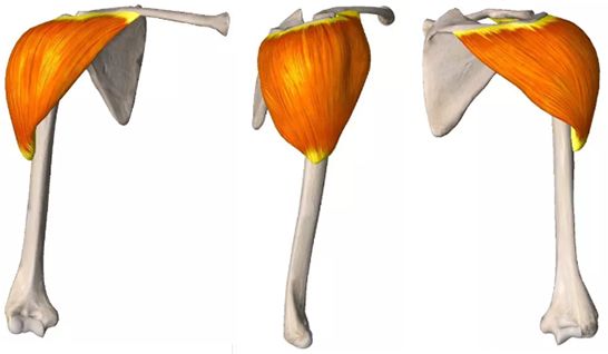 肌肉篇之三角肌