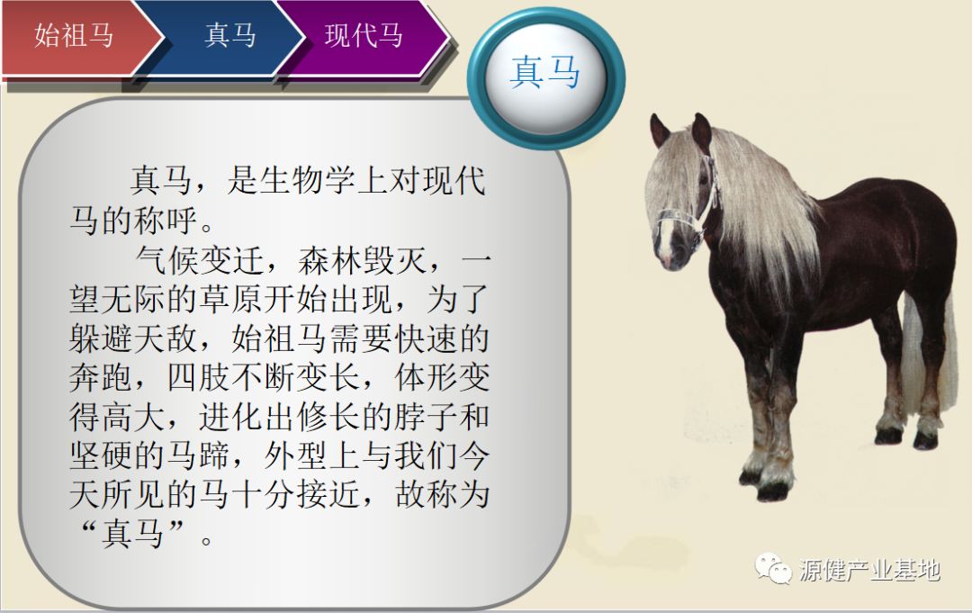 关于马的进化史