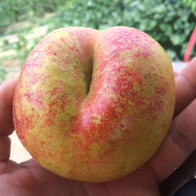 金霞油蟠桃口感好颜值好果型好这三好就够了