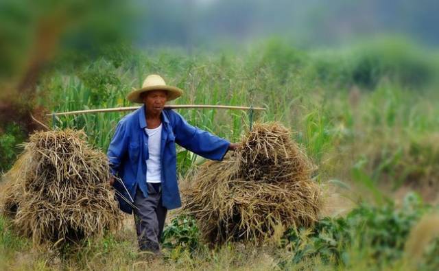 农村收稻谷时的场景这些照片太珍贵了满满的都是回忆