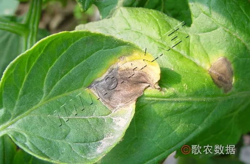 番茄早疫病—叶缘发病番茄早疫病—叶片发病初期病叶叶背,叶脉有病斑