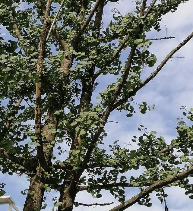 细节处见真章 华为畅享10 plus的4800万高清拍照见证你的实力