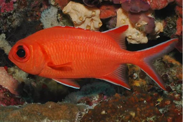 每日一鱼大眼仔赤鳃松毬眼睛很大