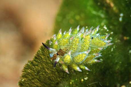 圖中這種海蛞蝓學名叫做costasiella kuroshimae,它