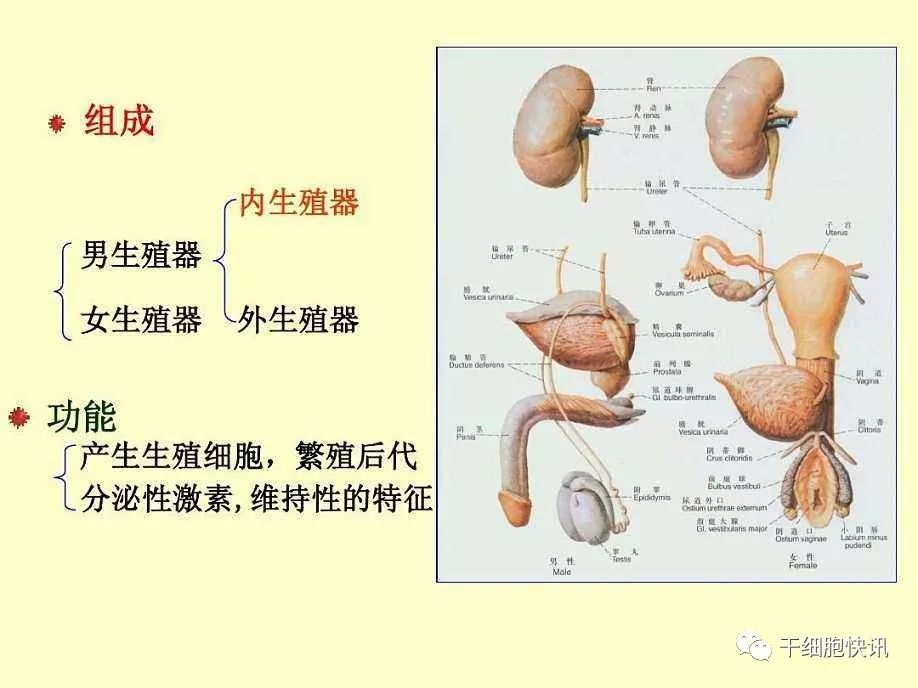 干细胞疗法干细胞与治疗泌尿系统疾病和保护生殖系统的作用