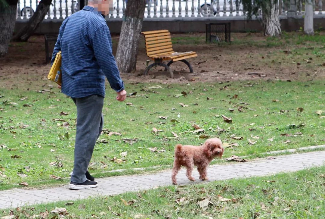 不系绳不清便便这样遛狗要不得平顶山市民呼吁文明养狗