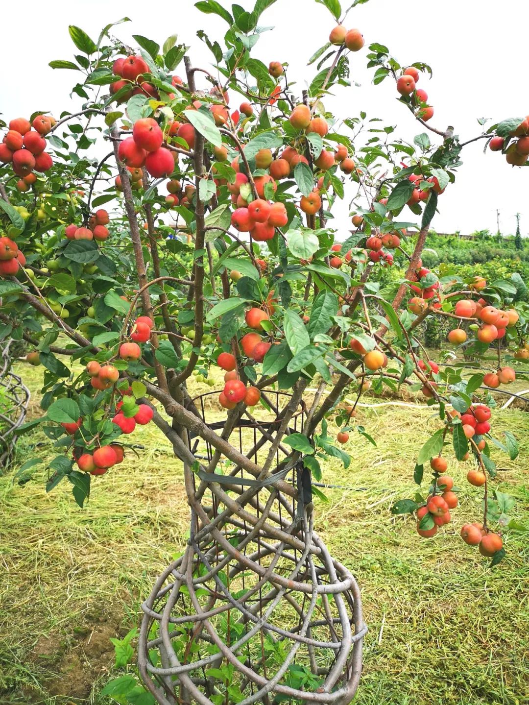 【美图欣赏】秋日赏果,德丰果玩:盆景海棠园~~_果树