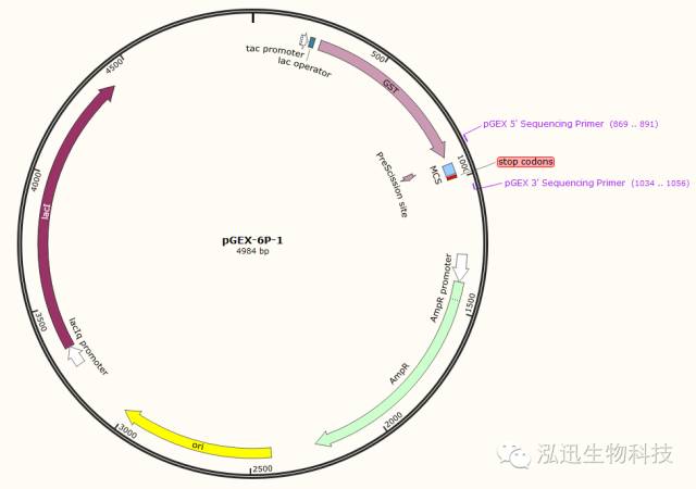 [福利] 常用商业化载体的图谱解析（Ⅳ）_序列
