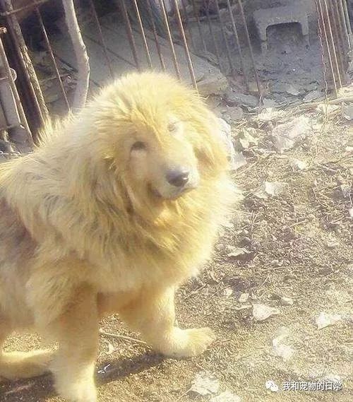 金毛跟藏獒串的混血宝宝,出门回头率99%