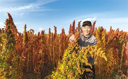 武威市天祝县松山镇3.6万余亩藜麦丰收在望