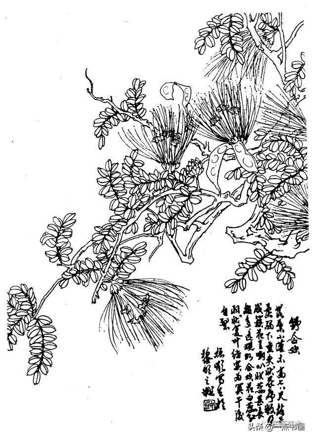 倒挂金钟鸡蛋花石栗刺杜鹃金花菖兰