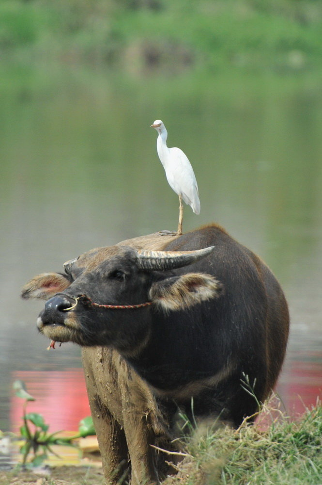 原创这只自取其辱的大水牛