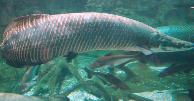 地球上10大海底活化石有些与恐龙同时代却能一直活到现在
