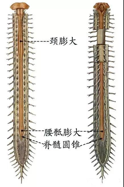 脊髓全长有两个膨大:颈膨大和腰骶膨大点击图片可查看大图详情脊髓