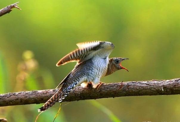 见过布谷鸟吗?个头其实很大,交尾很有仪式感,但繁殖方式太坏了