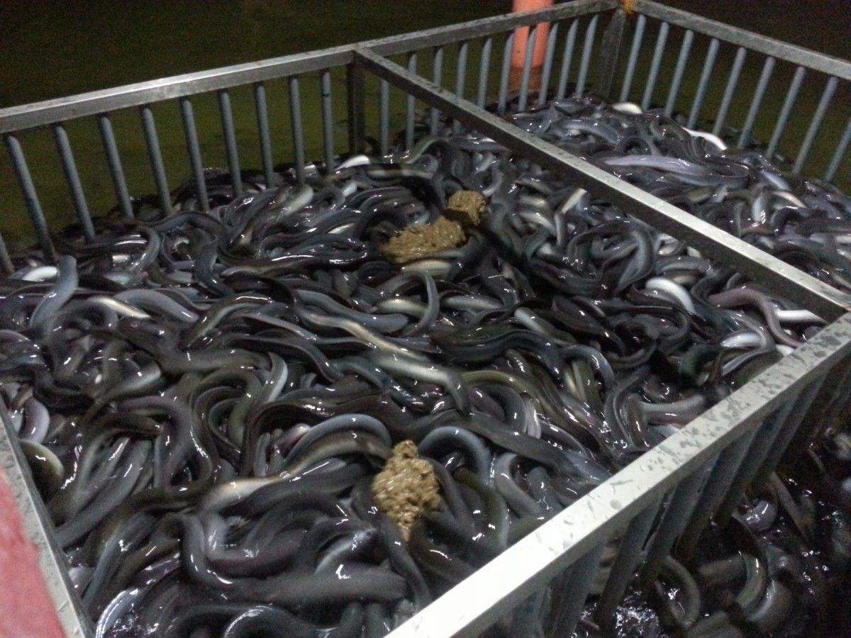 水中软黄金台山鳗鱼