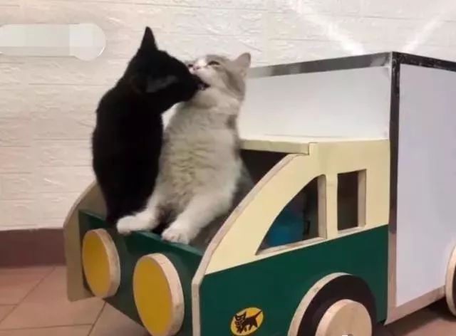 主人给黑猫打造一台专属猫车还能秒变移动宅急便所